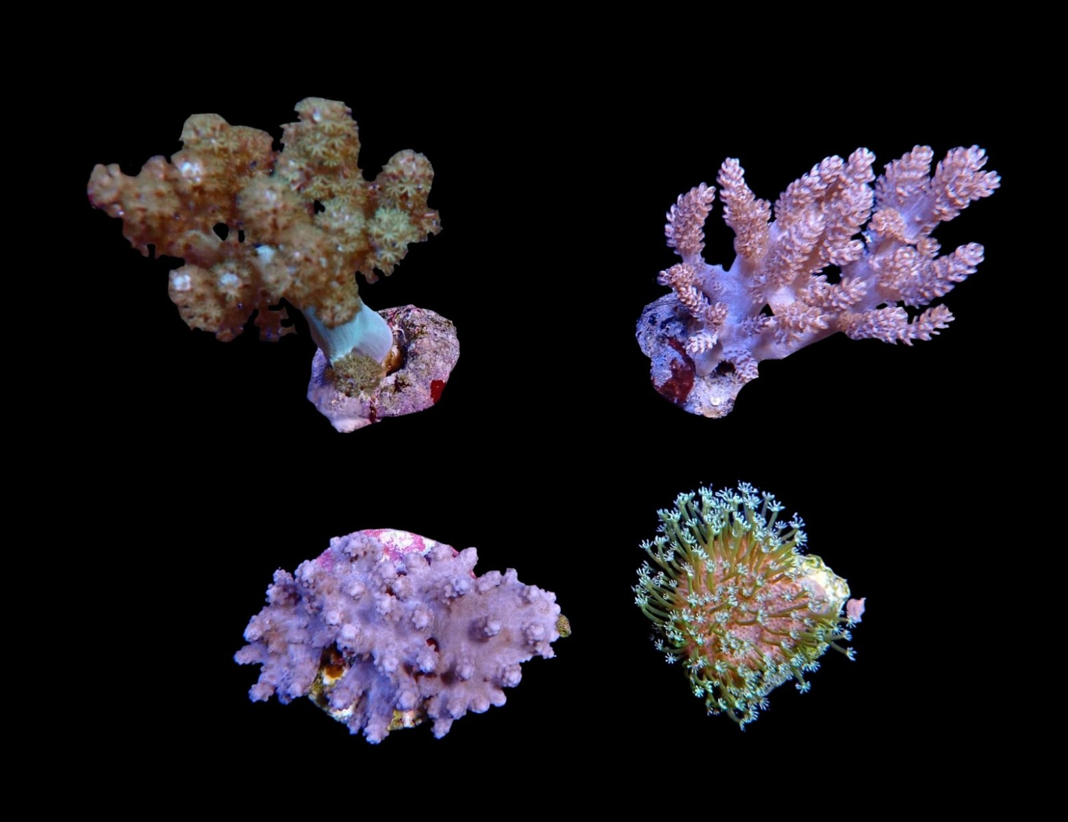 Assorted soft corals (frag) | FRAG