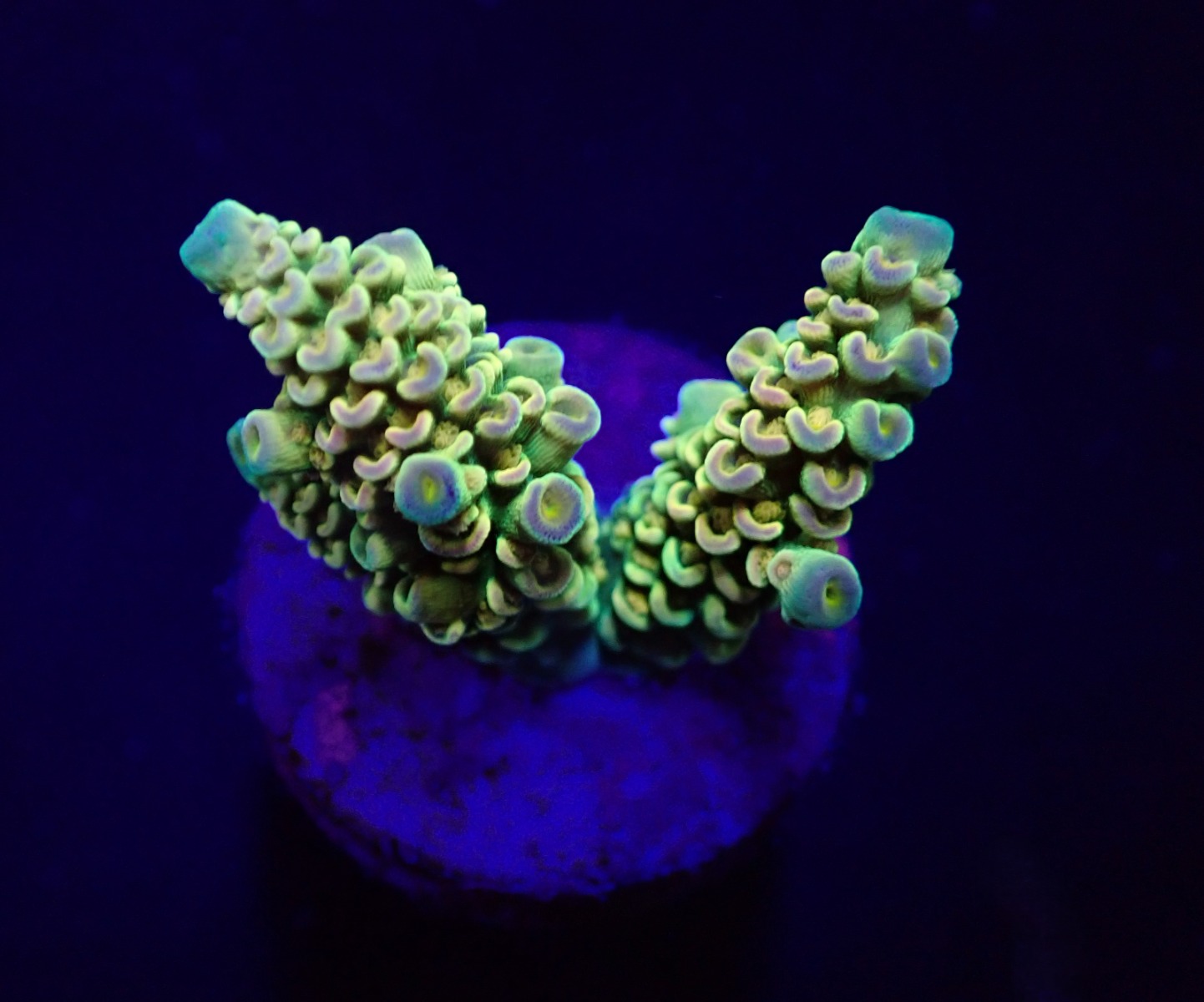 Acropora tenuis (Rainbow) (frag) | FRAG
