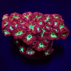 Blastomussa merletti (frag)