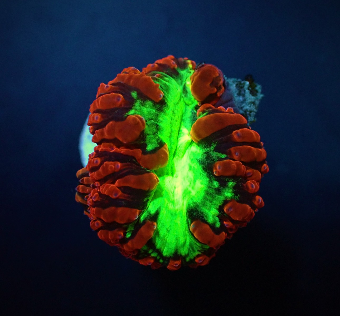 Blastomussa wellsi (Ultra) (3 hds.) (frag)