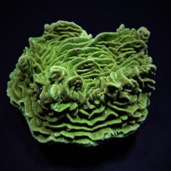 Fragstones Disc - 3,5 cm - 20 pcs