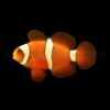 Amphiprion epigrammata - DJM Bred | All sizes