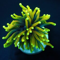 Euphyllia glabrescens (Dragon Soul) (1 hd.) | FRAG