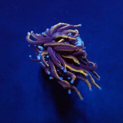 Euphyllia glabrescens (Gold Torch) (1 hd.) | FRAG