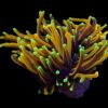 Euphyllia glabrescens (Hellfire) (1 hd.) | FRAG