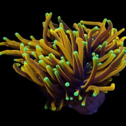 Euphyllia glabrescens (Hellfire) (1 hd.) | FRAG