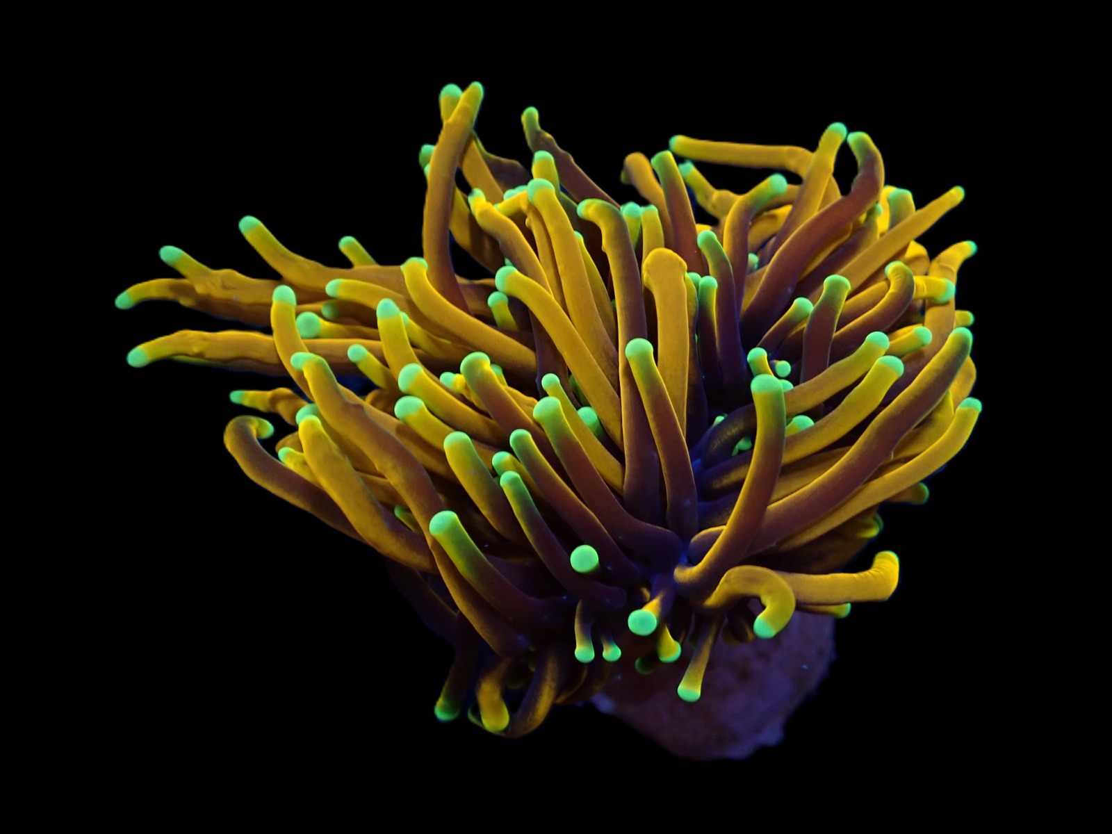 Euphyllia glabrescens (Hellfire) (1 hd.) | FRAG