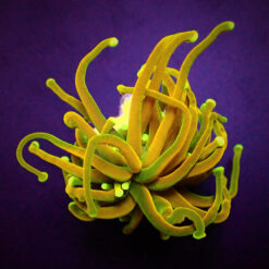 Euphyllia glabrescens (Holy Grail) (1 hd.) | FRAG