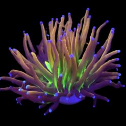 Euphyllia glabrescens (NYknicks) (1 hd.) | FRAG