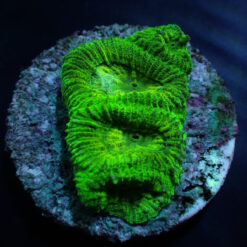 Favia spp. (Green) (frag)