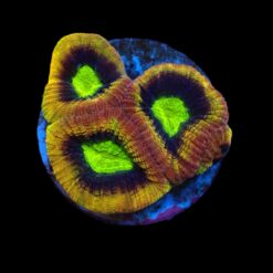 Favites complanata (Dragon Soul) (frag)