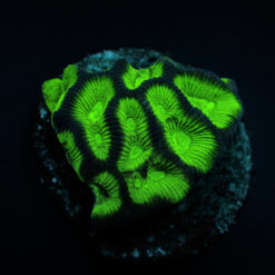 Goniastrea spp. (Premium) (frag) | FRAG