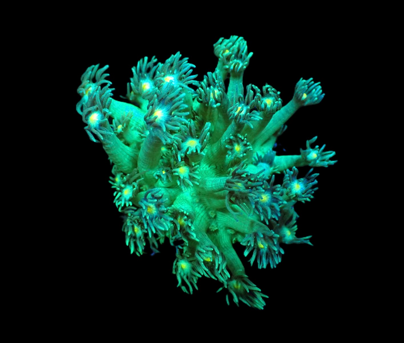 Goniopora spp. (Blueish-Yellow Center) (frag) | FRAG