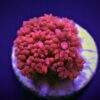 Goniopora spp. (Red) (Ultra) (frag) | FRAG