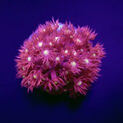 Goniopora spp. (Red) (Yellow-Green Center) (frag) | FRAG