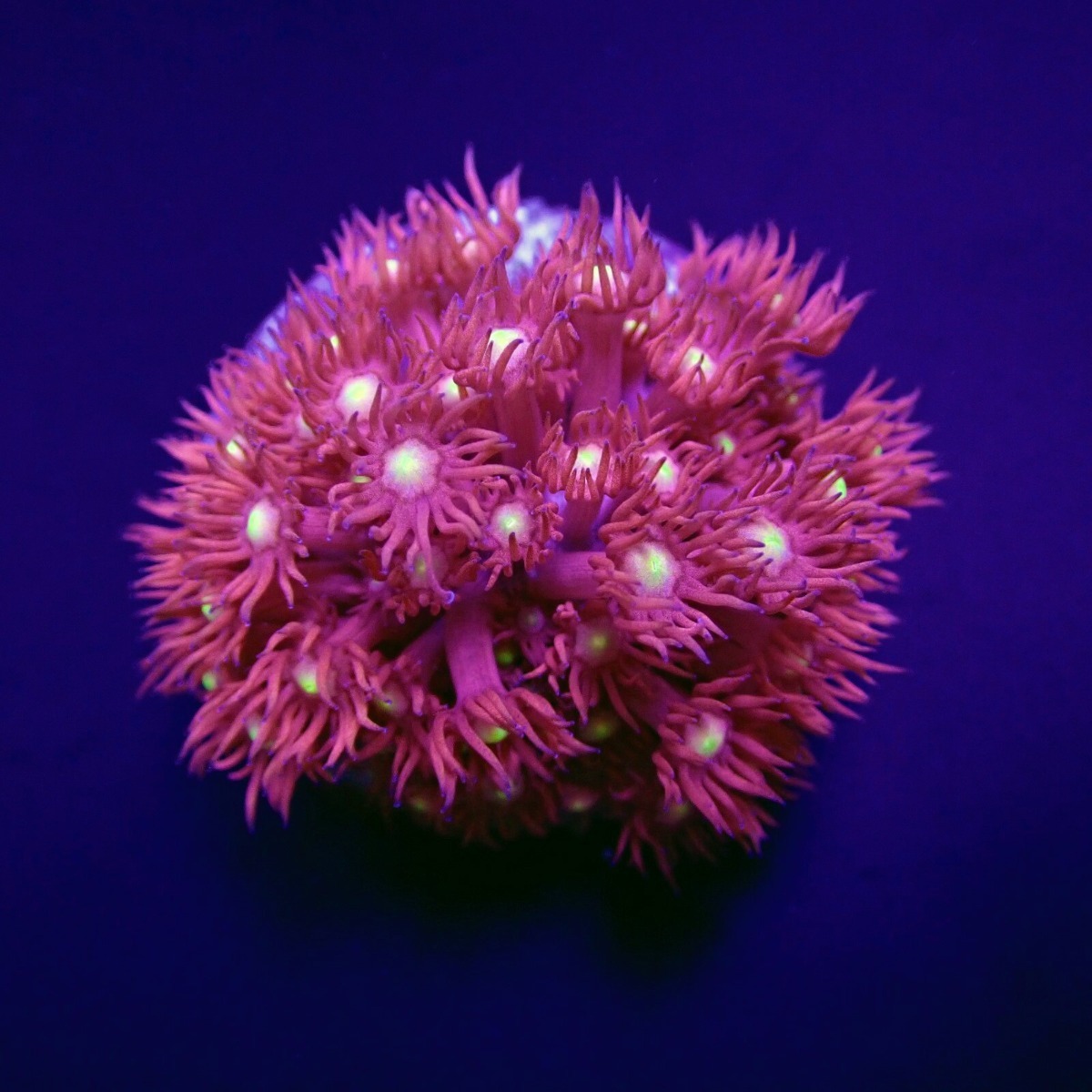 Goniopora spp. (Red) (Yellow-Green Center) (frag) | FRAG