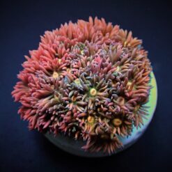 Goniopora spp. (Ultra) (frag) | FRAG