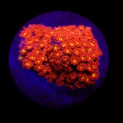 Goniopora spp. (Mickey Mouse) (frag) | FRAG