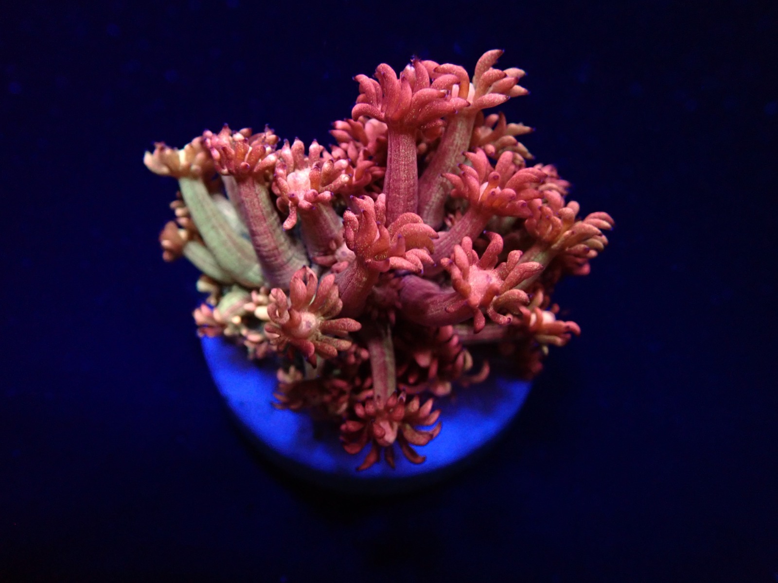 Goniopora spp. (Paloma) (frag) | FRAG