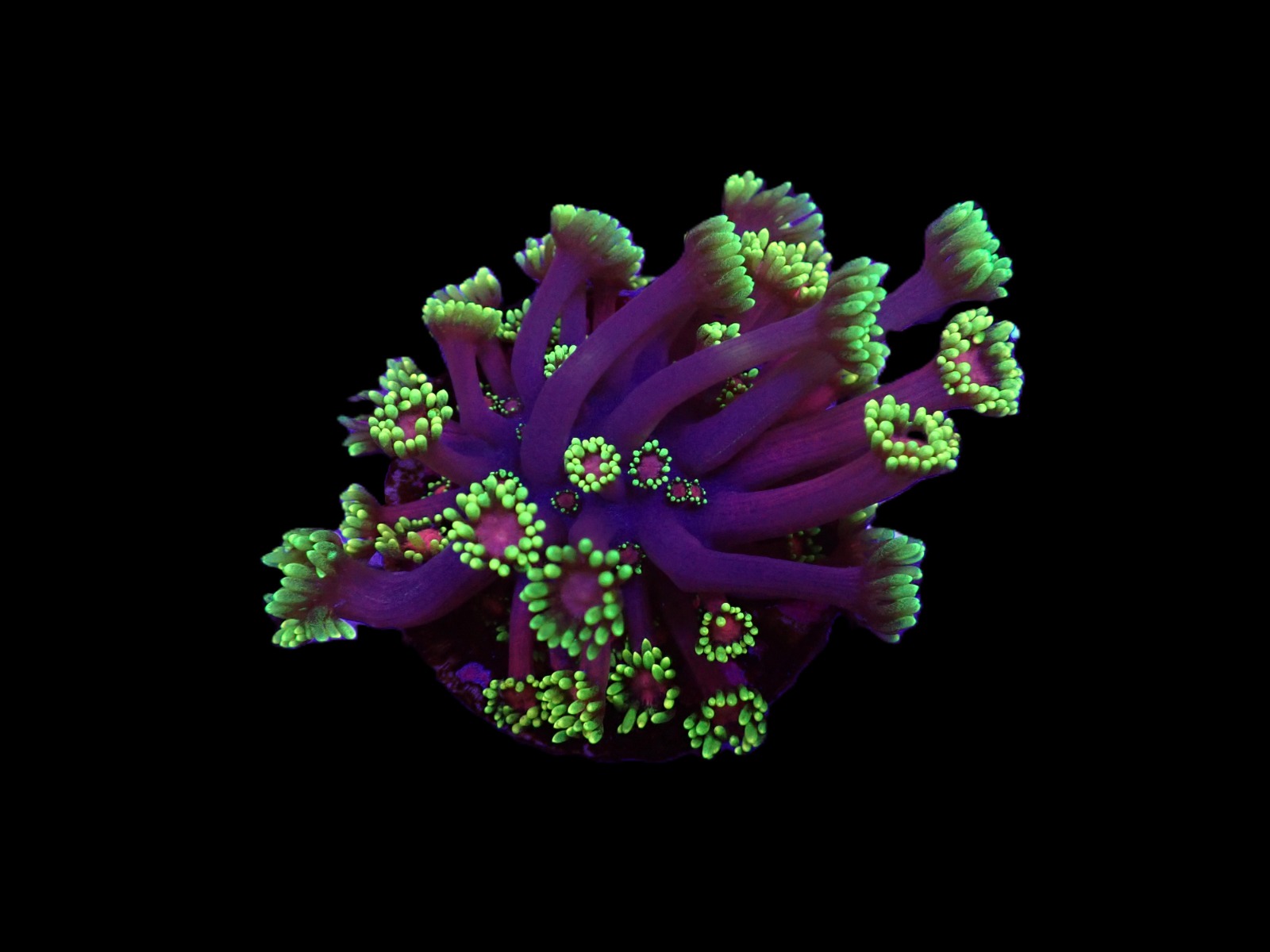 Goniopora spp. (Tequila Sunrise) (Grade B) (frag) | FRAG