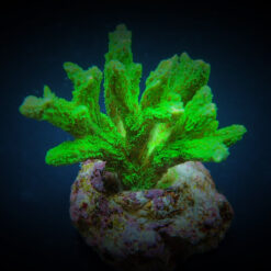 Hydnophora spp. (Green) (frag)