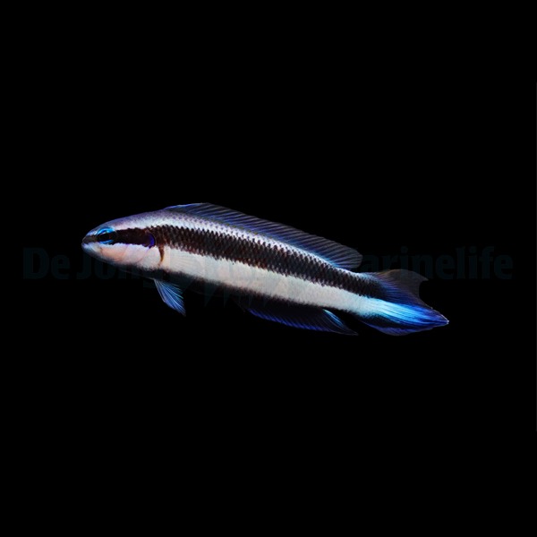 Pseudochromis indigo (Electric) - DJM Bred | All sizes