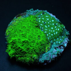 Leptastrea spp. (Premium) (frag)