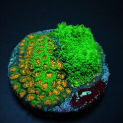 Leptastrea spp. (Ultra) (frag) | FRAG