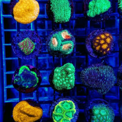 LPS (Premium) (frag)