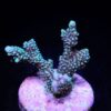 Montipora capitata (frag) | FRAG
