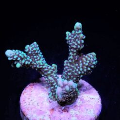 Montipora capitata (frag) | FRAG