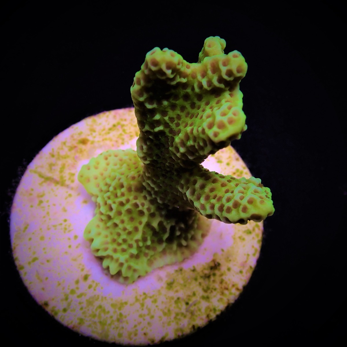 Montipora confusa (frag) | FRAG