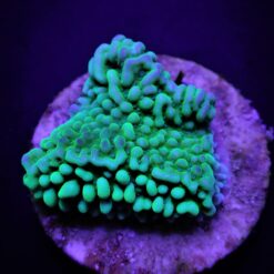 Montipora danae (Premium) (frag) | FRAG