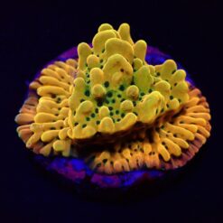 Montipora danae (Ultra) (frag) | FRAG