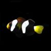 Amphiprion milii - DJM Bred | All sizes