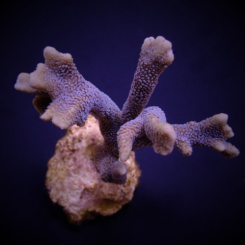 Montipora spp. (Branched) (Blue polyp) (frag) | FRAG