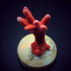 Montipora spp. (Branched) (Orange-Red) (frag) | FRAG