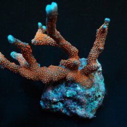 Montipora spp. (Branched) (Red polyp) (frag) | FRAG