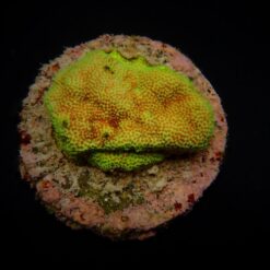 Montipora spp. (Encrusting) (Red polyp) (frag) | FRAG
