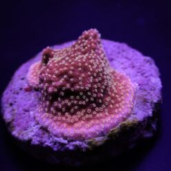 Montipora spp. (Premium) (frag) | FRAG