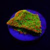 Montipora spp. (Sunset) (frag) | FRAG