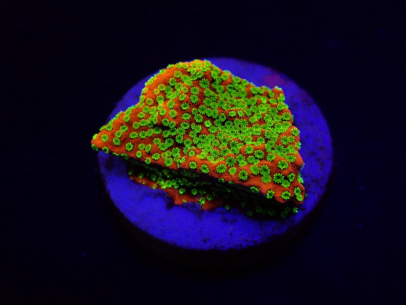 Montipora spp. (Sunset) (frag) | FRAG