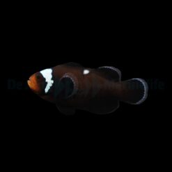Amphiprion ocellaris (Domino) - DJM Bred | All sizes