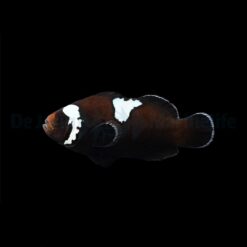 Amphiprion ocellaris (Midnight Lightning) - DJM Bred | All sizes