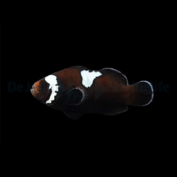 Amphiprion ocellaris (Midnight Lightning) - DJM Bred | All sizes