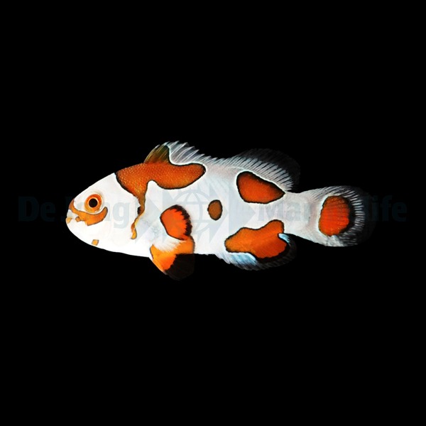 Amphiprion ocellaris (Orange Storm) - DJM Bred | All sizes