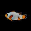 Amphiprion ocellaris (Premium Snowflake) - DJM Bred | All sizes