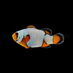 Amphiprion ocellaris (Premium Snowflake) - DJM Bred | All sizes
