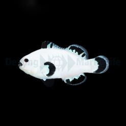 Amphiprion ocellaris (Snow Storm) - DJM Bred | All sizes