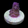 Pocillopora eydouxi (Pink) (frag) | FRAG
